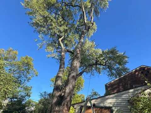 A tall shade tree rigged with a lowering line, leaning over the roof of a house.