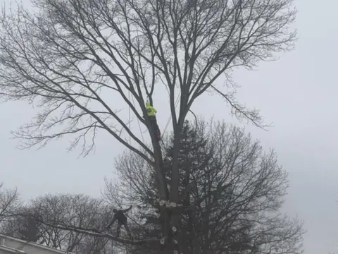 Two Adkins climbers roped into a bare maple in snow, taking it down in sections.